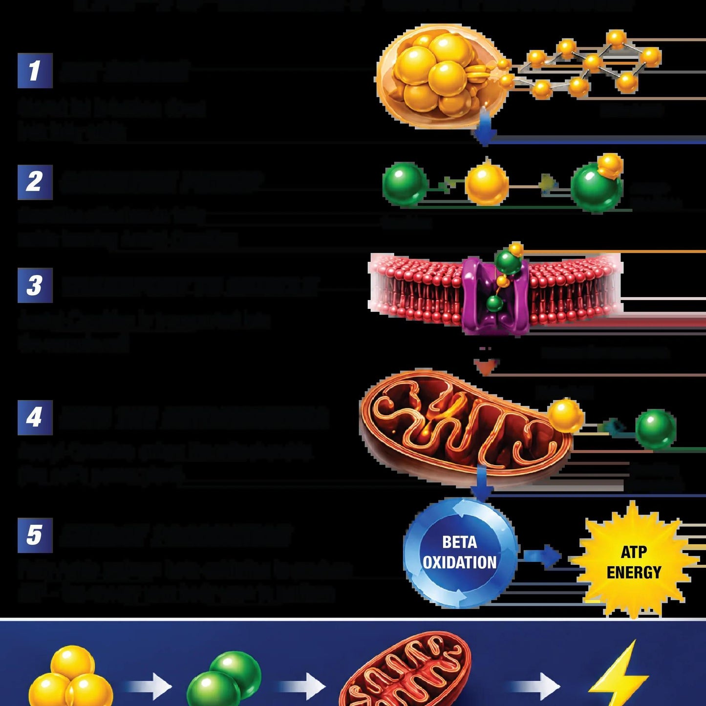 MHP - Carnitine 3000